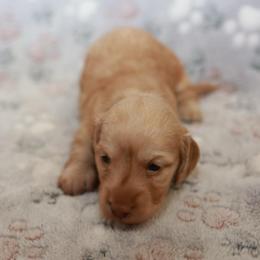 Tinker - Red female Dachshund puppy in Indiantown, Florida from Turquoise River Minature Dachshunds