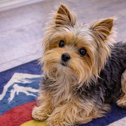 Yorkshire Terriers from Brenda's Yorkies