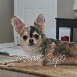 Kalista - Chihuahua