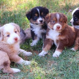 Toy Australian Shepherds from Mobley Ranch Toy Aussies