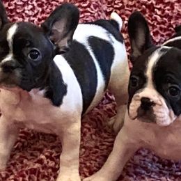 French Bulldogs from Amazing Sonrise