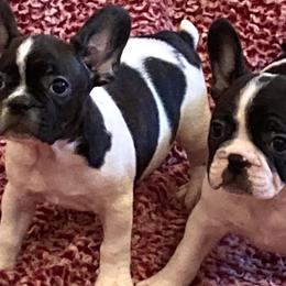 French Bulldogs from Amazing Sonrise