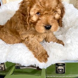 Aussiedoodle, Cockapoo, and Goldendoodle Puppies from West Coast Doodles