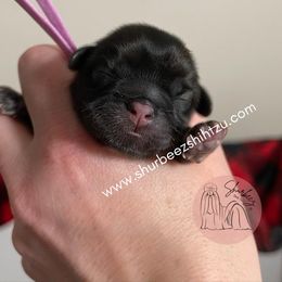 Shih Tzu Puppies from Shurbeez Shih Tzu