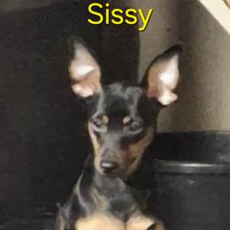 Miniature Pinscher puppies from Meek's Min Pins