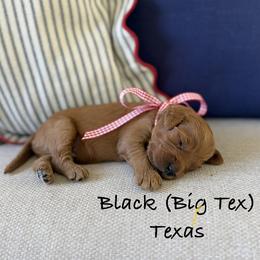 Texas - Red  male Goldendoodle puppy in Springville, Utah from JW Doodles