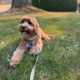 Cuddles - Australian Labradoodle