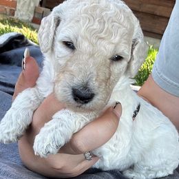 Nala - White female Poodle puppy in Rocklin, California from Brienwood Poodles