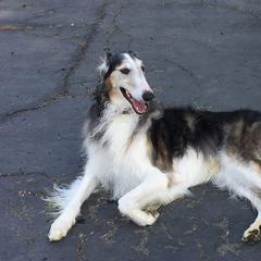 Borzois from Barbara Simpson