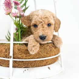 VALOR - Apricot male Goldendoodle puppy in Davison, Michigan from Dreaming Doodles