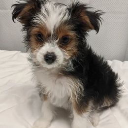 Toy Australian Shepherds and Yorkshire Terriers from Hickory Ridge Family Toy Aussies