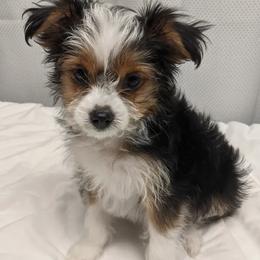 Toy Australian Shepherds and Yorkshire Terriers from Hickory Ridge Family Toy Aussies