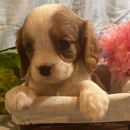 Cavalier King Charles Spaniels from Cooltomin Cavaliers