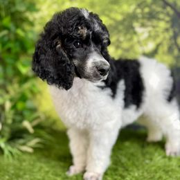 Chance - Phantom male Poodle puppy in Middlebourne, West Virginia from El Silencio Standard Poodles