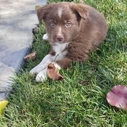 Bing - Red tri male Miniature Australian Shepherd puppy in California from Eagle River Aussies