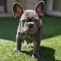 Baloo - French Bulldog