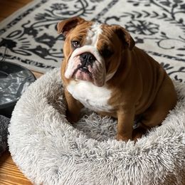 Mila - Bulldog