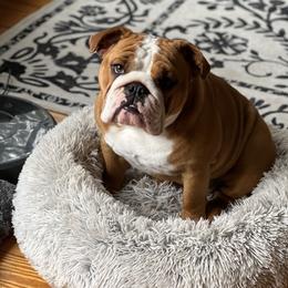 Mila - Bulldog