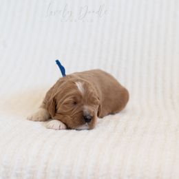 Blue Collar Boy - Caramel male Australian Labradoodle puppy in Thousand Oaks, California from Lovely Doodle Lane