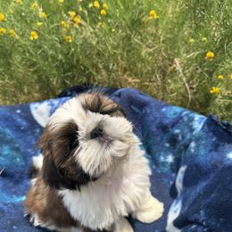 Sunflower - Red and tan male Shih Tzu puppy in New York, New York from Falling Star