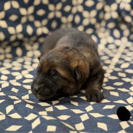 Black Collar - Sable male German Shepherd puppy in Riverside, California from Von Der Sagobi
