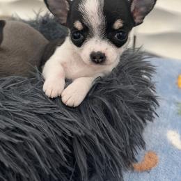 Very Tiny Ella 7000 - Black and white female Chihuahua puppy in Huntington Beach, California from Amy’s Chihuahuas