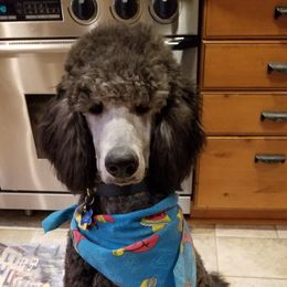 Poodle All Grown Up from Birch Creek Standard Poodles