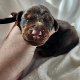 Boy 1 - Red and rust male Doberman Pinscher puppy in Robinson, Pennsylvania from Makkr Ridge Dobermans LLC