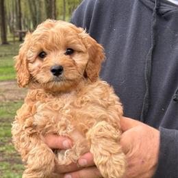 Bennett - Apricot male Cavapoo puppy in Bozrah, Connecticut from Cedar Creek Farm