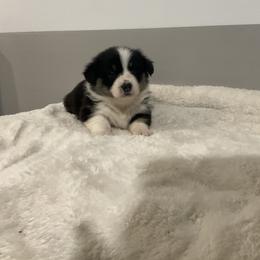 Faith - Black and tan female Pembroke Welsh Corgi puppy in Morgantown, Pennsylvania from GoldStar Corgis (License Number 18519)
