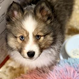 Slade - Wolf sable male Pomsky puppy in Magnolia, Texas from Solace Shelties and Pomskies