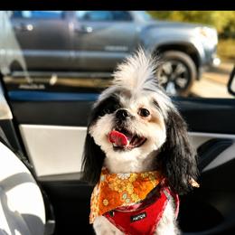 Harley - Shih Tzu