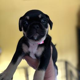 Light Pink Collar - Black female Pug puppy in Belmont, New Hampshire from Crazy Pugs Haven