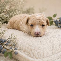 Huck (Blue) - Apricot male Aussiedoodle puppy in Byron, Georgia from Southern Olive Doodles 🫒