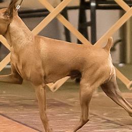 Reacher - Miniature Pinscher