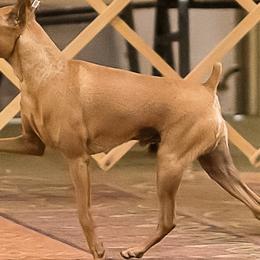 Reacher - Miniature Pinscher