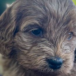 Aussiedoodles, Bernedoodles, Cockapoos, and Goldendoodles from Puppy Love Doodles