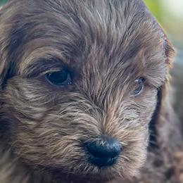 Aussiedoodles, Bernedoodles, Cockapoos, and Goldendoodles from Puppy Love Doodles