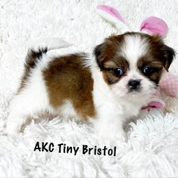 AKC Tiny Bristol - Red and white female Shih Tzu puppy in Greenville, South Carolina from Babyface Shih Tzu