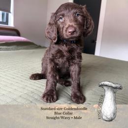 King Oyster - Blue Collar - Chocolate male Goldendoodle puppy in Garland, Texas from Twilight Doodles