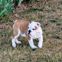 Brown Female - Red and white female Bulldog puppy in Forsyth, Georgia from Evangeline Bulldogs