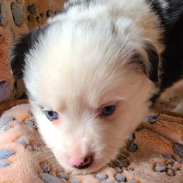 Carletto Beltramini - Blue merle male Toy Australian Shepherd puppy in Laconia, Indiana from Beasley Acres Aussies