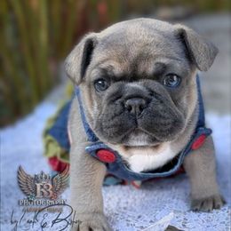 Princess - Blue fawn female French Bulldog puppy in Delafield, Wisconsin from Bishop Bullyz