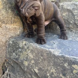 Chinese Shar-Pei and Companion Cross Puppies from Mini Hippo Land