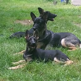 German Shepherds from Witmer Shepherds
