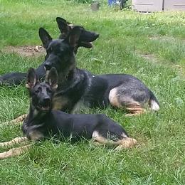 German Shepherds from Witmer Shepherds