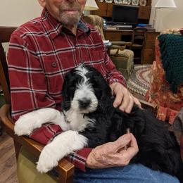 Goldendoodle, Golden Retriever, and Sheepadoodle Puppies from Guppy Puppies