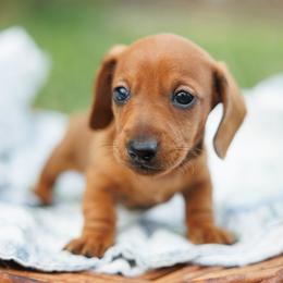 Apollo - Red male Dachshund puppy in Auxvasse, Missouri from Above Par Kennels