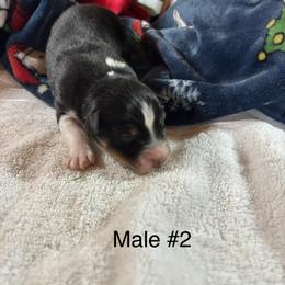 Black 2 - Black tri-color male Australian Shepherd puppy in Loganville, Georgia from Howell Aussies
