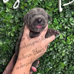 Monica - Blue female Great Dane puppy in Granbury, Texas from Anderson Blau’s Great Danes & French Bulldogs